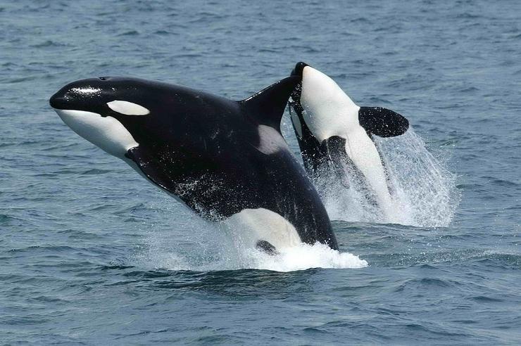 Parella de orcas 
