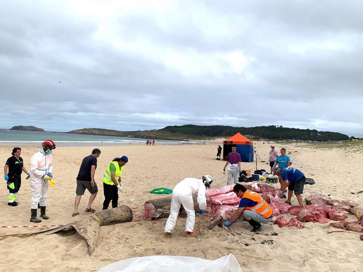 Traballos de despezamento do corpo da quenlla peregrina aparecido na praia de Doniños, en Ferrol 