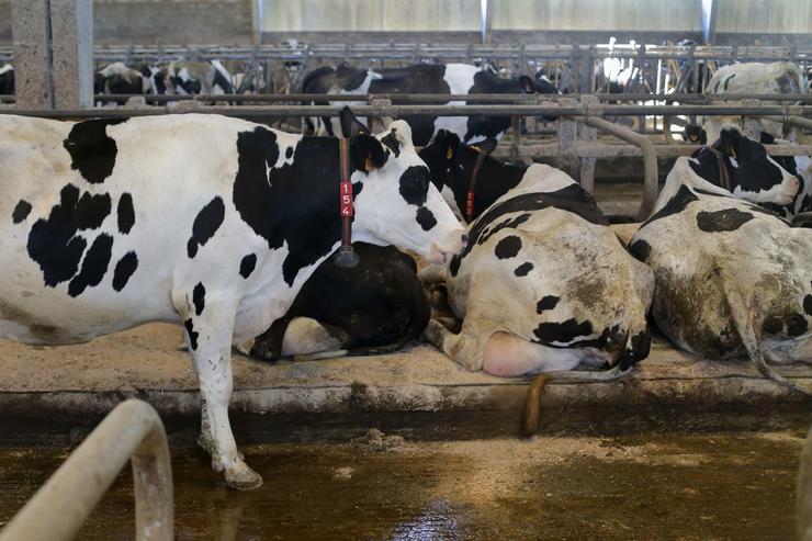 Vacas dunha gandaría de lácteo en Sabadelle, en Chantada.