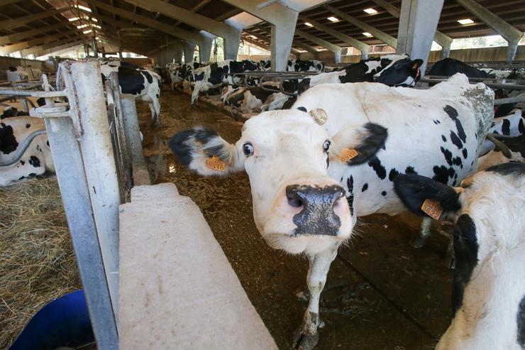 Unha vaca dunha gandaría de lácteo en Sabadelle, en Chantada.. Carlos Castro - Europa Press / Europa Press