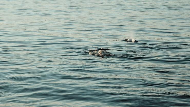 Avistamento de baleas en augas da Praia de Rodas, en Cíes 