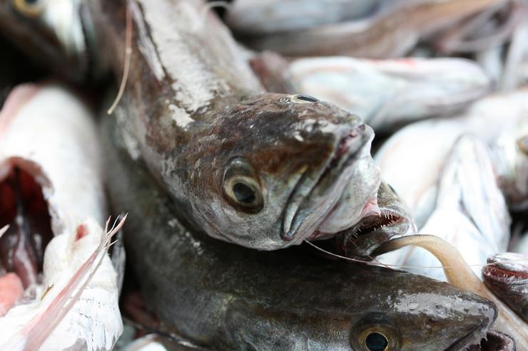 O IEO estuda o estado dos recursos pesqueiros do Cantábrico e Galicia 