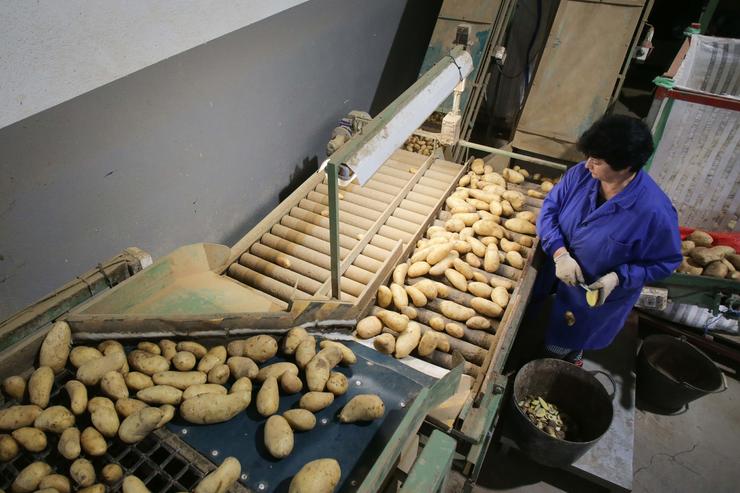 Unha muller traballa nun almacén de patacas, a 22 de setembro de 2023, en Sampaio, Lugo, Galicia.. Carlos Castro - Europa Press 