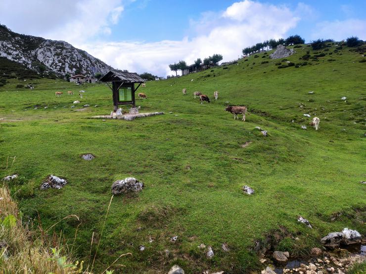 Arquivo - Vacas da raza asturiana dos vales pastando na contorna dos Lagos de Covadonga.. EUROPA PRESS - Arquivo 