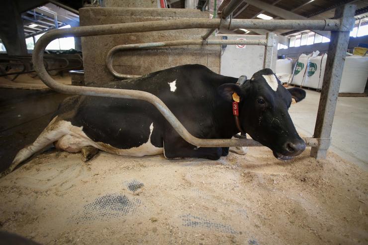 Unha vaca dunha gandaría de lácteo en Sabadelle, a 7 de agosto de 2023, en Chantada, Lugo 