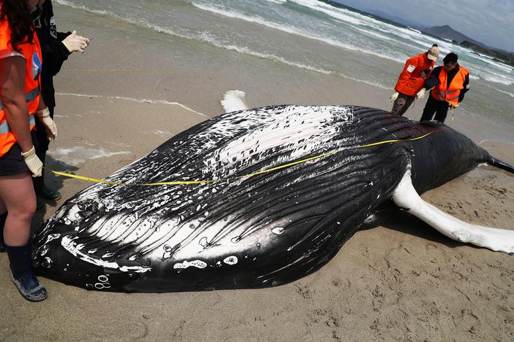 Voluntarios de Protección Civil de Ferrol e da Coordinadora para o Estudo dos Mamíferos Mariños (CEMMA) examinan un exemplar de balea amolada que quedou varada na praia de Marmadeiro, a 27 de xuño de 2023, en Ferrol 