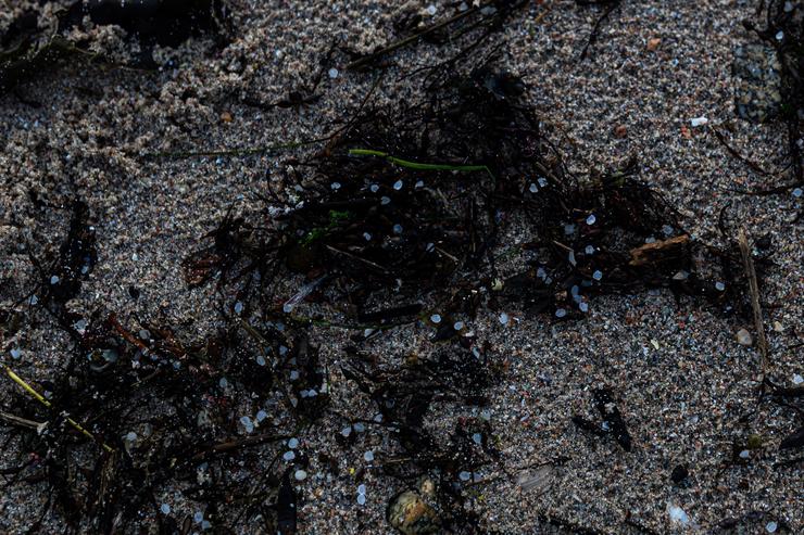 Pellets avistados na Illa de Arousa, a 4 de xaneiro de 2024, en Pontevedra 