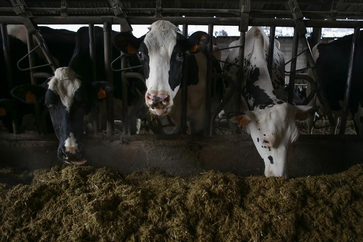 Varias vacas nunha gandaría de lácteo na parroquia de Piñeiro, a 14 de novembro de 2023, en Xermade 