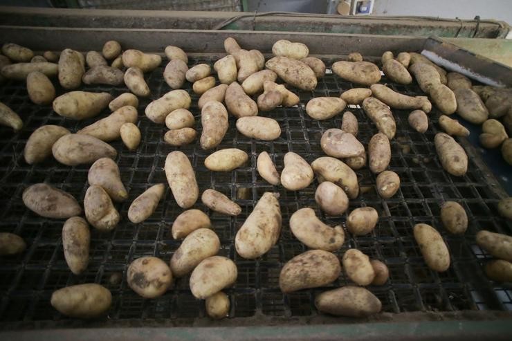 Cultivo nun almacén de patacas, a 22 de setembro de 2023, en Sampaio, Lugo 