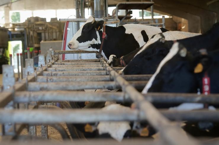Arquivo - Vacas dunha gandaría de lácteo en Sabadelle.  Carlos Castro - Europa Press - Arquivo