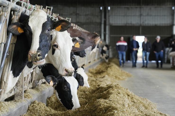 Arquivo - Varias vacas nunha explotación agraria. Álvaro Ballesteros - Europa Press - Arquivo
