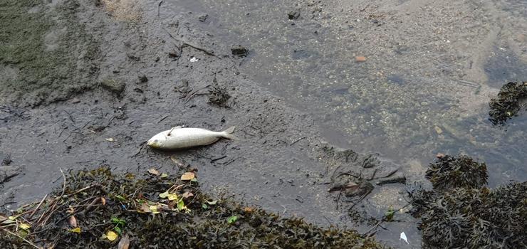 Peixe morto atopado /APDR